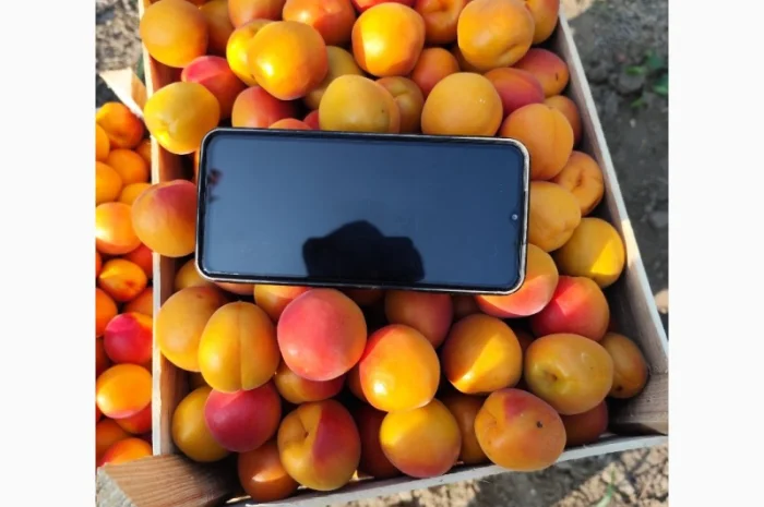 Продается абрикос 2025 года урожая- фото № 5