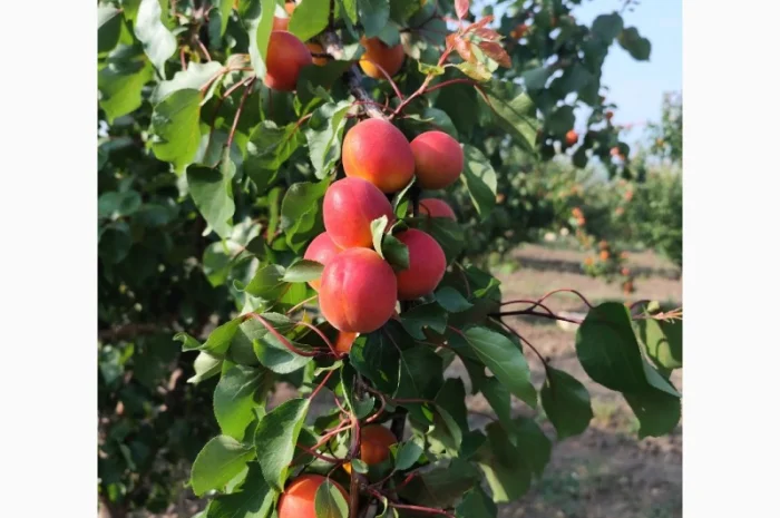 Продается абрикос 2025 года урожая- фото № 6