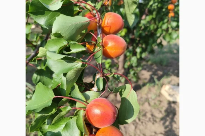 Продается абрикос 2025 года урожая- фото № 7