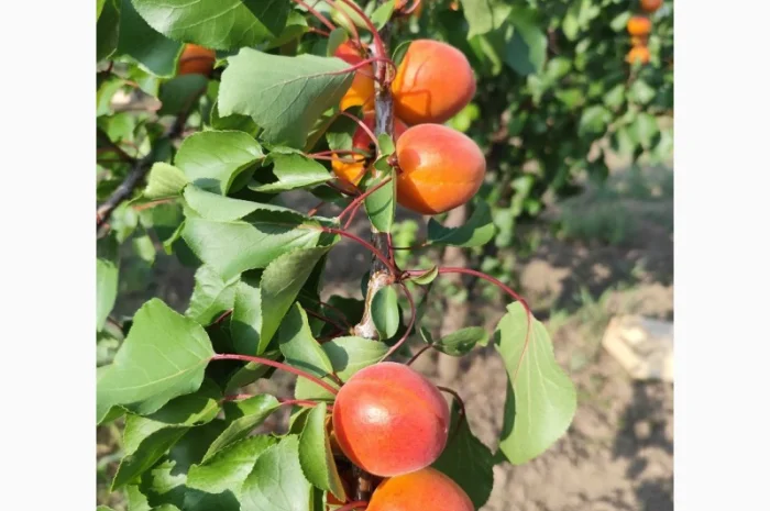 Продается абрикос 2025 года урожая- фото № 8