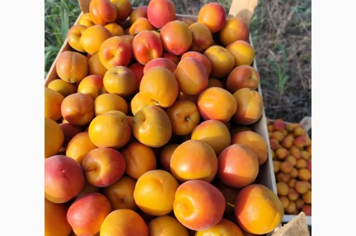 Продается абрикос 2025 года урожая- фото № 9