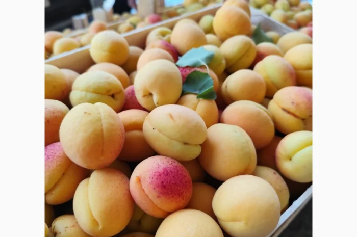 Продаются крупные и сладкие молдавские абрикосы- фото № 4