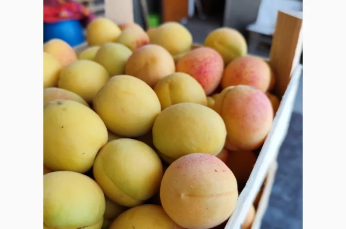 Продаются крупные и сладкие молдавские абрикосы- фото № 7