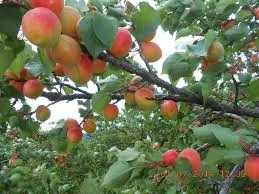 Оптовая продажа спелого абрикоса для бизнеса- фото № 1