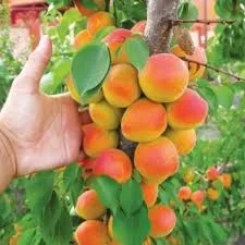 Надежный поставщик абрикоса для переработчиков и дистрибьюторов- фото № 1