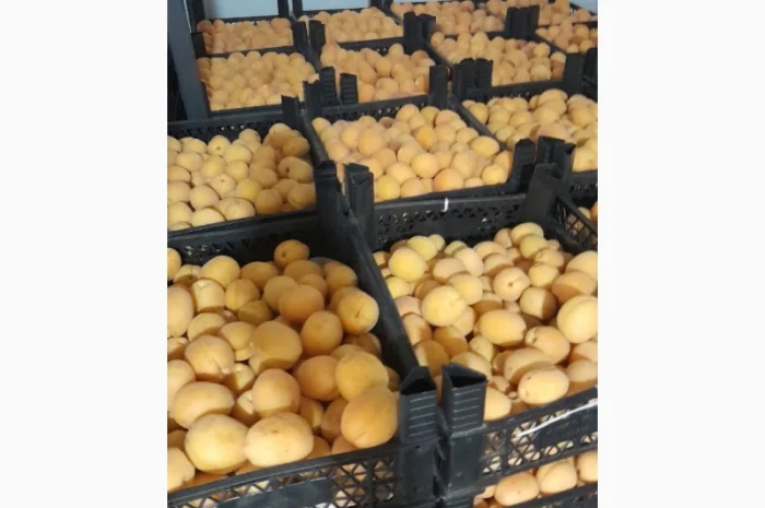 Продаются сладкие абрикосы из Турции- фото № 1