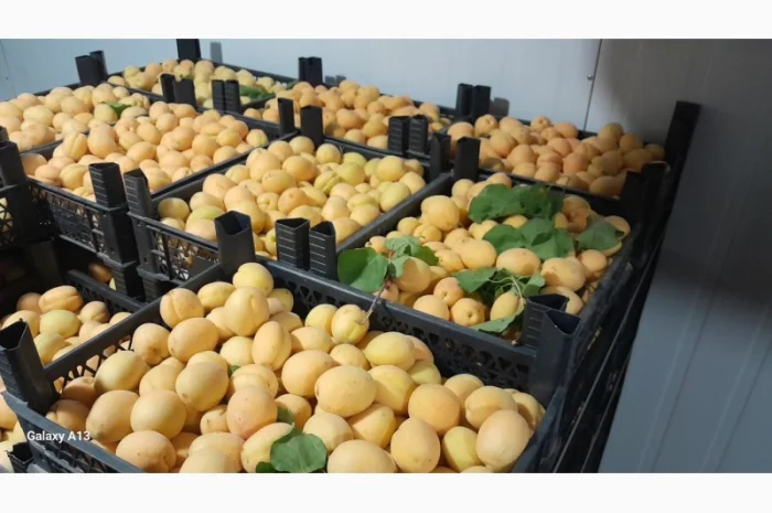 Продаются сладкие абрикосы из Турции- фото № 2