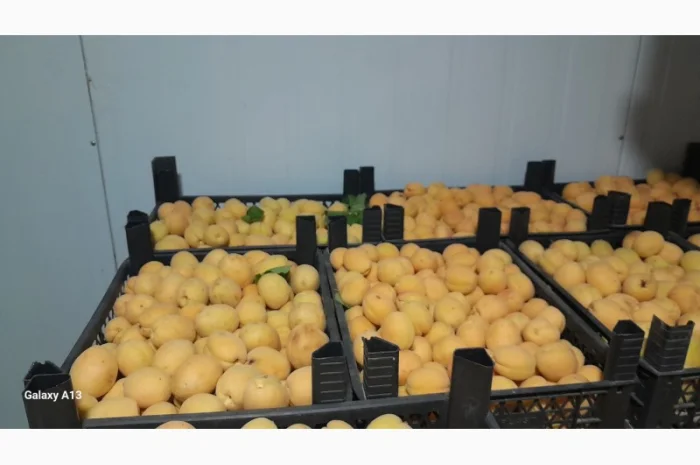 Продаются сладкие абрикосы из Турции- фото № 3