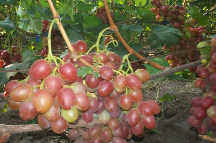 Пропонується виноград столових сортів: Анюта, Лівія, Софія, Преображення, Рембо, Байконур- фото № 1