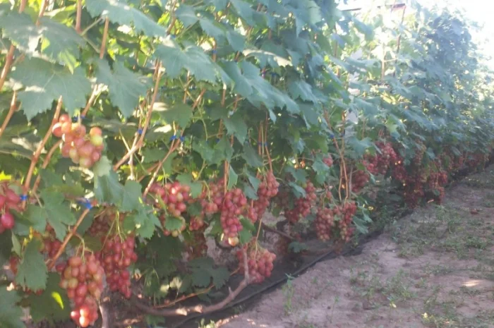 Пропонується виноград столових сортів: Анюта, Лівія, Софія, Преображення, Рембо, Байконур- фото № 5