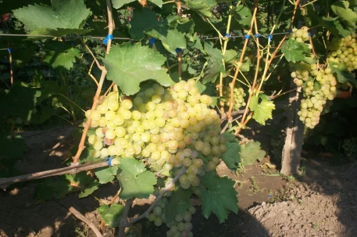 Пропонується виноград столових сортів: Анюта, Лівія, Софія, Преображення, Рембо, Байконур- фото № 3
