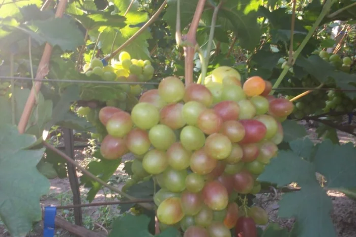Пропонується виноград столових сортів: Анюта, Лівія, Софія, Преображення, Рембо, Байконур- фото № 6
