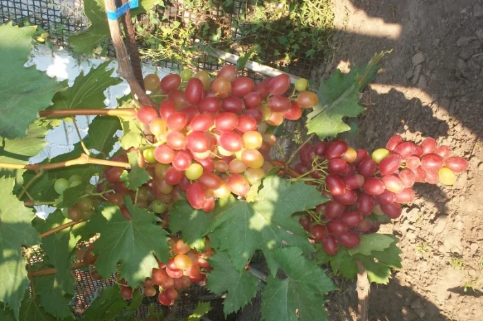 Пропонується виноград столових сортів: Анюта, Лівія, Софія, Преображення, Рембо, Байконур- фото № 7