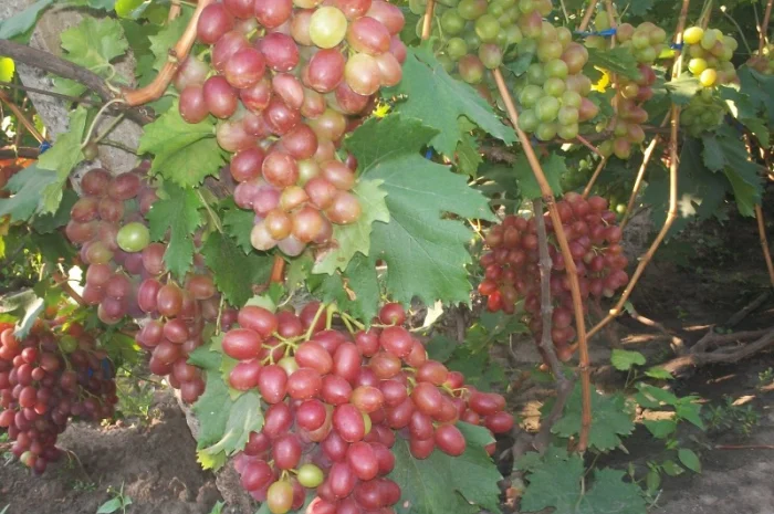 Пропонується виноград столових сортів: Анюта, Лівія, Софія, Преображення, Рембо, Байконур- фото № 2