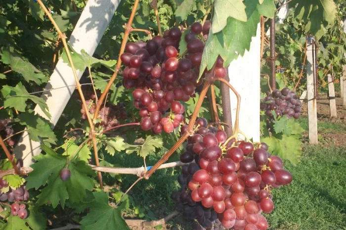 Пропонується виноград столових сортів: Анюта, Лівія, Софія, Преображення, Рембо, Байконур- фото № 4