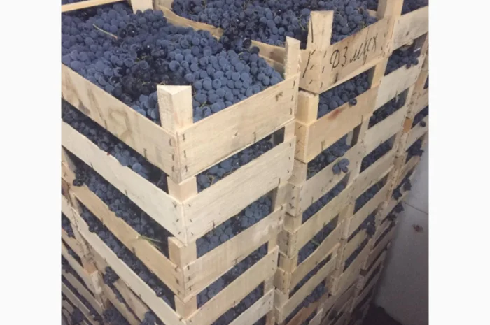 Пропонується столовий виноград різних сортів- фото № 4