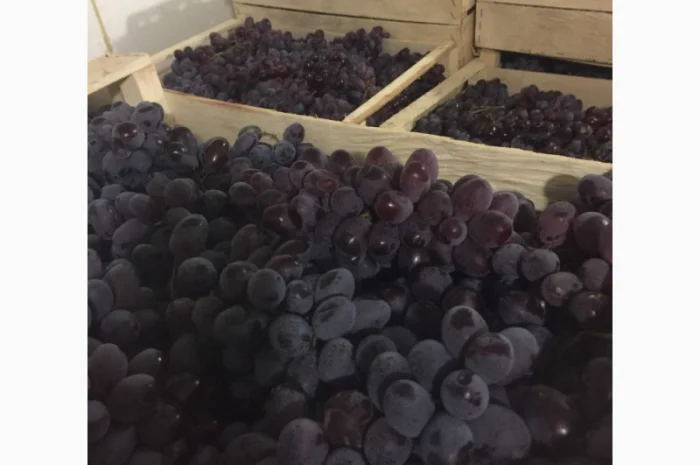 Пропонується столовий виноград різних сортів- фото № 6