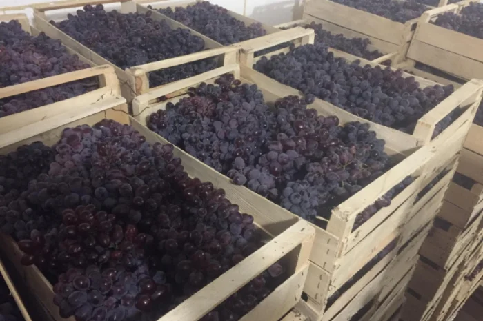 Пропонується столовий виноград різних сортів- фото № 7