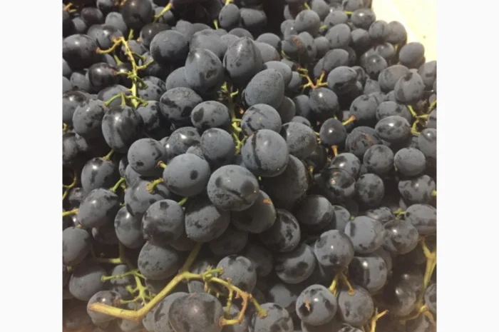 Пропонується столовий виноград різних сортів- фото № 1