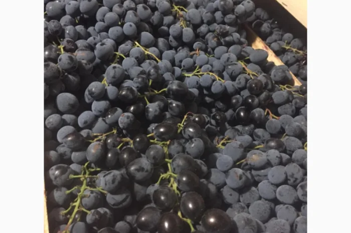 Пропонується столовий виноград різних сортів- фото № 2