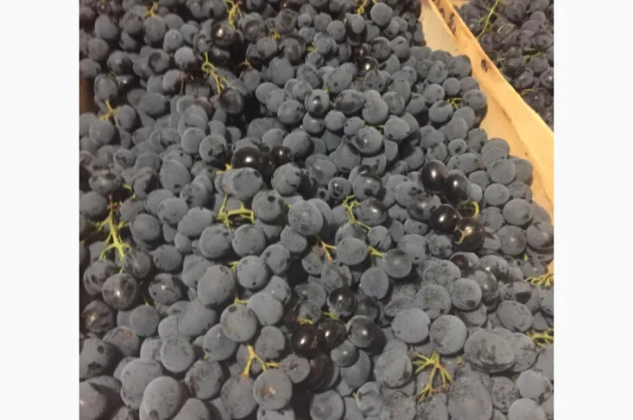 Пропонується столовий виноград різних сортів- фото № 3