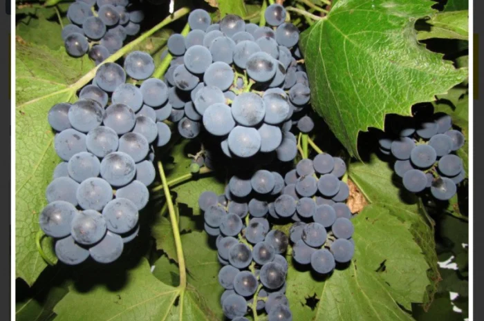 Купую виноград на заморожування- фото № 1