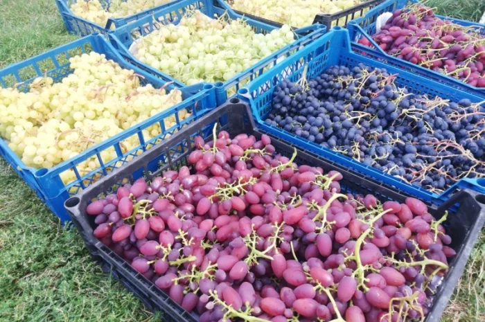 Продается элитный виноград оптом- фото № 1