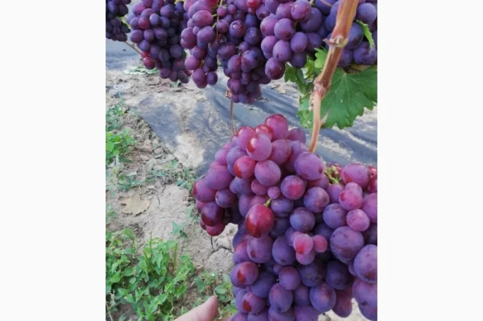 Продается элитный виноград оптом- фото № 2