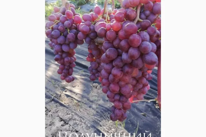 Продается элитный виноград оптом- фото № 3