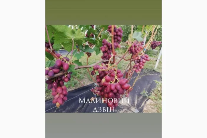 Продается элитный виноград оптом- фото № 4