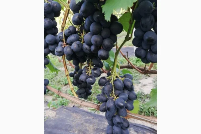 Продается элитный виноград оптом- фото № 5