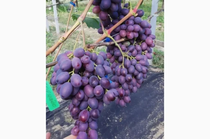 Продается элитный виноград оптом- фото № 6