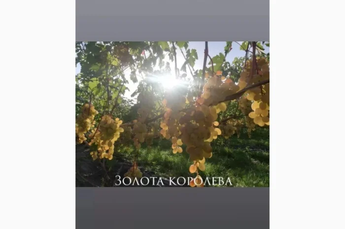 Продается элитный виноград оптом- фото № 8