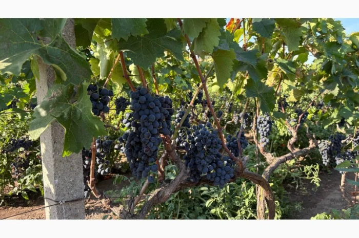 Продажа винограда оптом из Молдовы- фото № 1