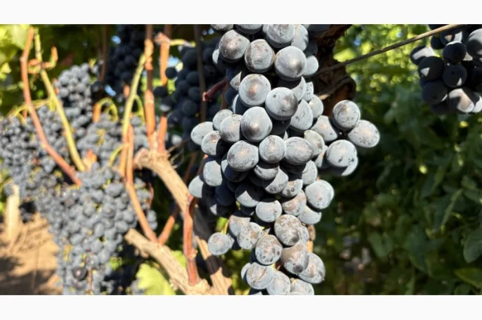 Продажа винограда оптом из Молдовы- фото № 2