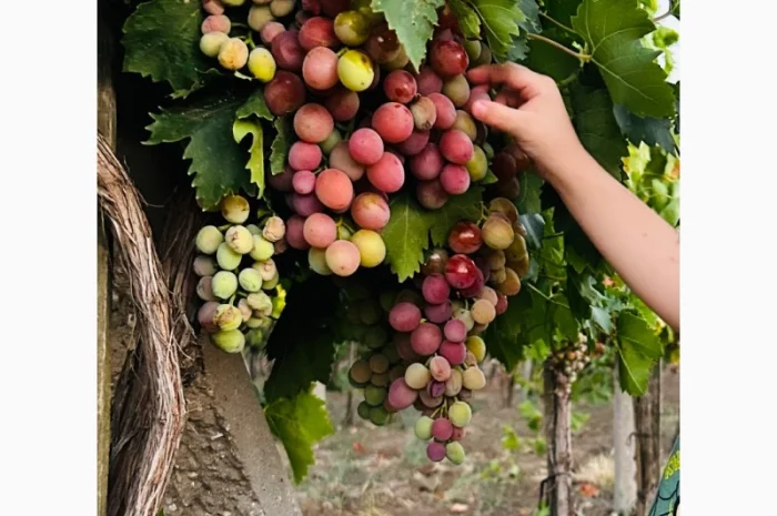Продается виноград столовых сортов- фото № 1
