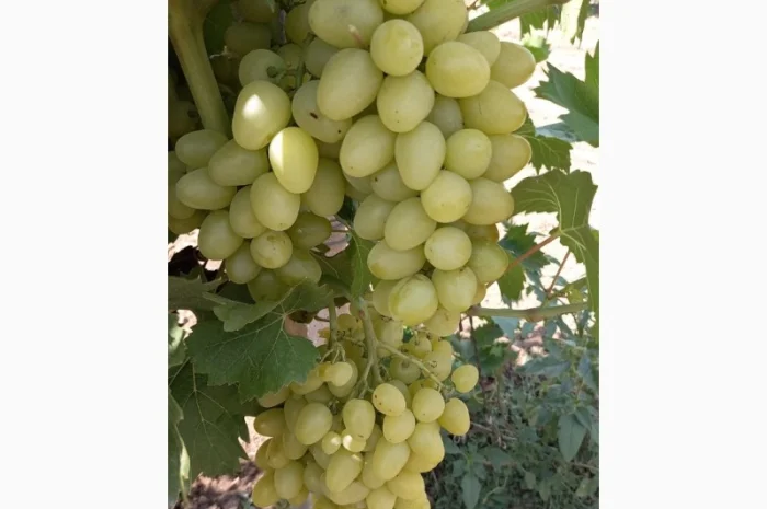 Продается виноград столовых сортов- фото № 1
