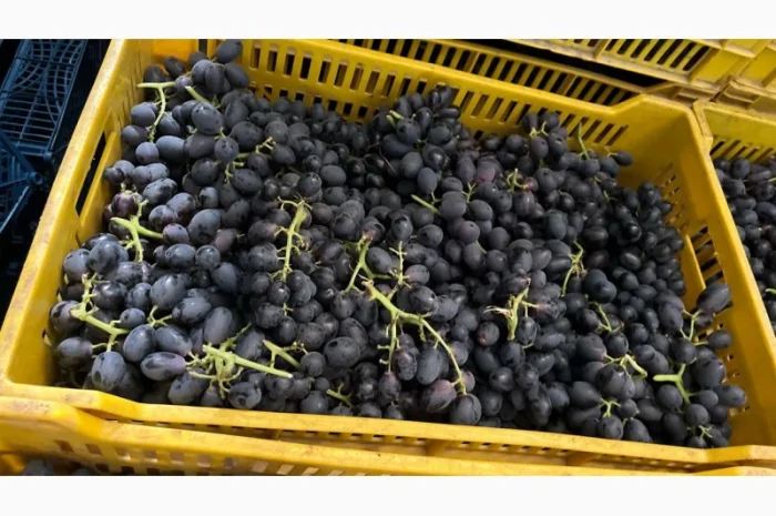 Виноград из Египта - продажа- фото № 1