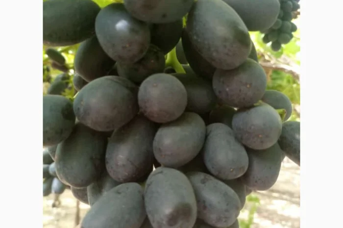 Виноград из Египта - продажа- фото № 2