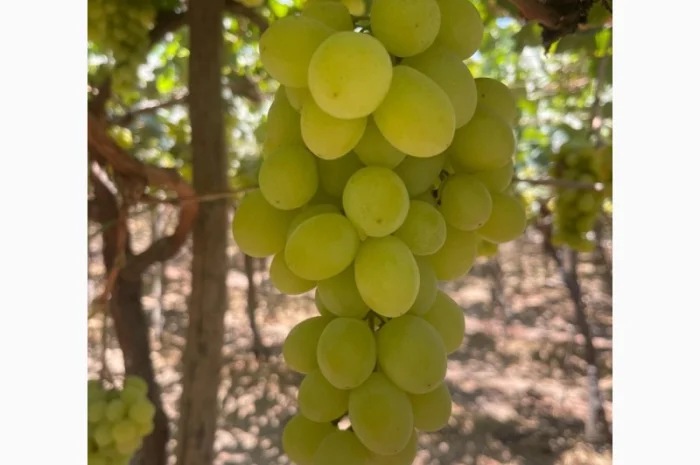 Виноград из Египта - продажа- фото № 3