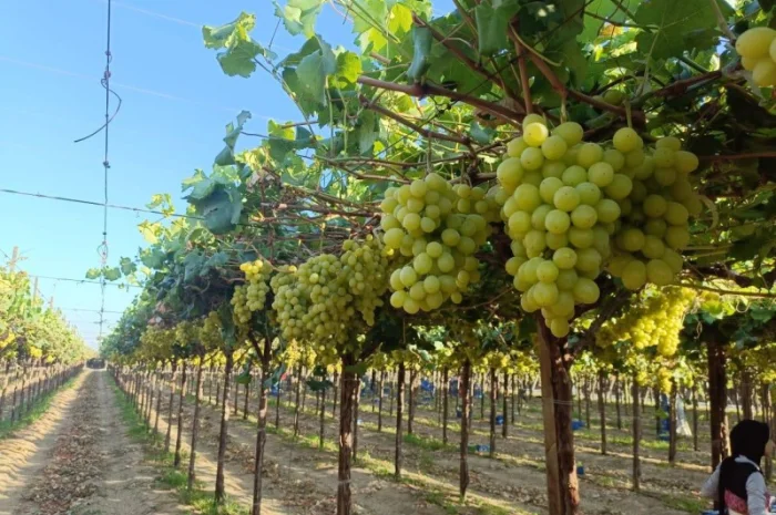 Виноград из Египта - продажа- фото № 4