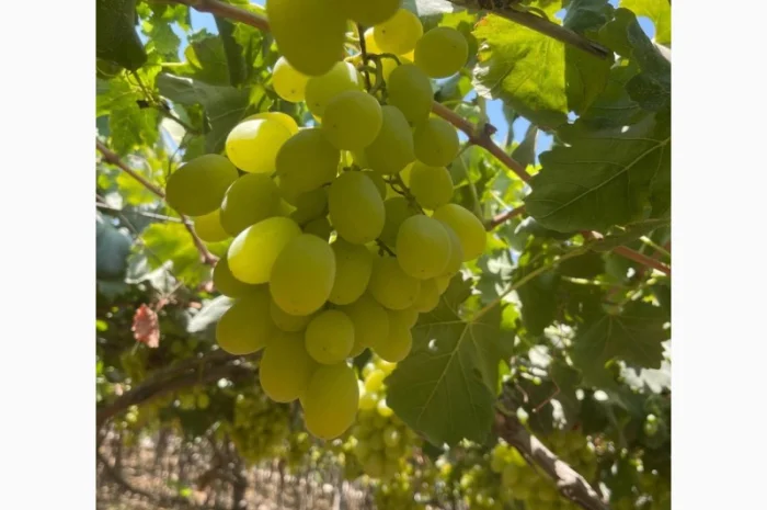 Виноград из Египта - продажа- фото № 5