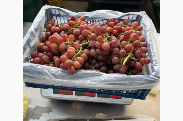 Виноград из Египта - продажа- фото № 6
