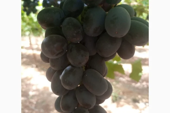 Виноград из Египта - продажа- фото № 8