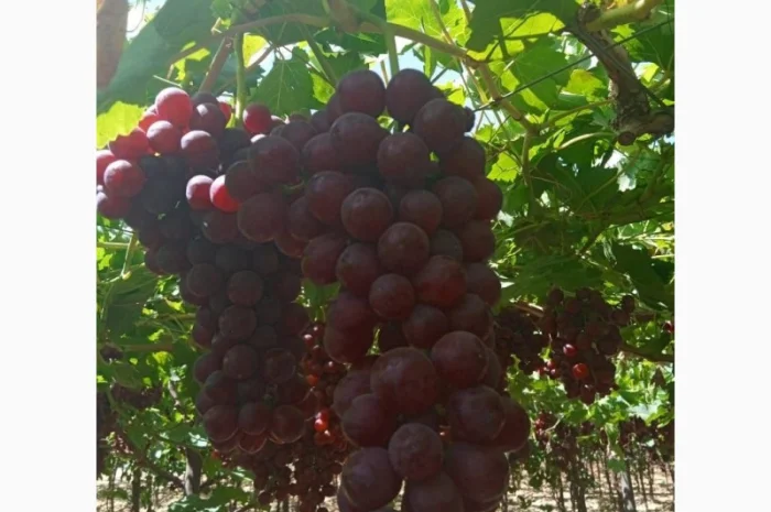 Виноград из Египта - продажа- фото № 9