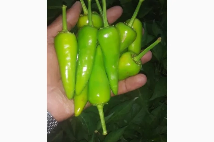 Фрукты и овощи из Египта- фото № 1