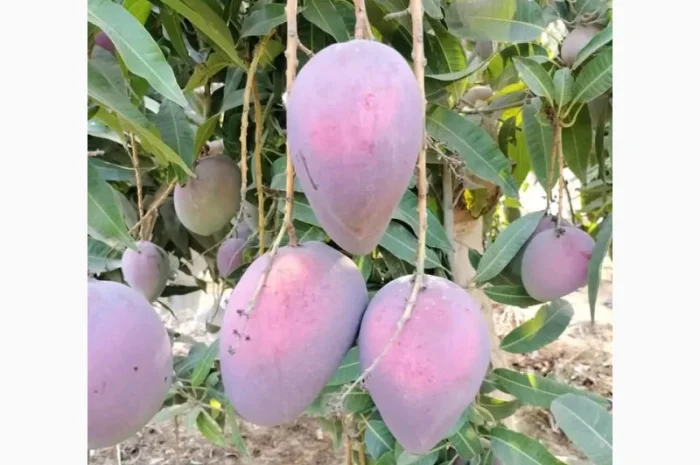 Фрукты и овощи из Египта- фото № 3