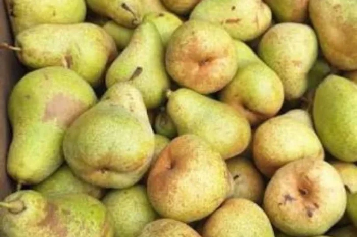 Груша 2 сорту оптом- фото № 1