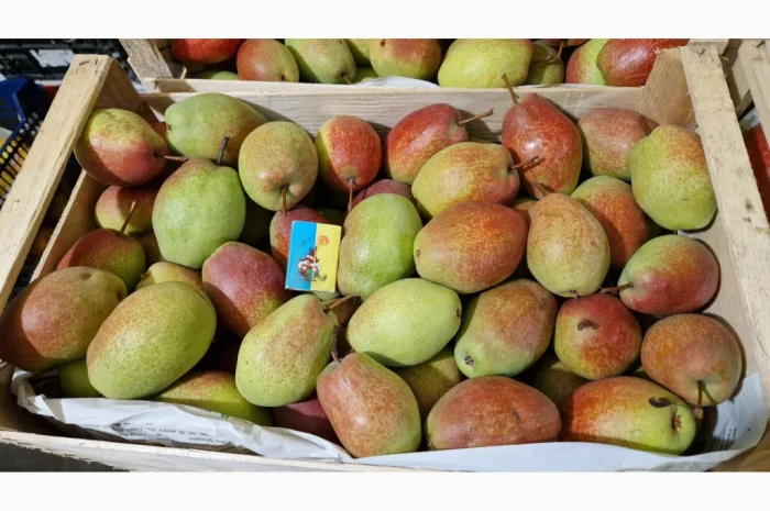 Пропонується груша сорту Киргизька Красуня- фото № 2