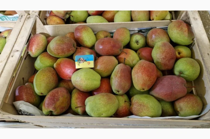 Пропонується груша сорту Киргизька Красуня- фото № 3